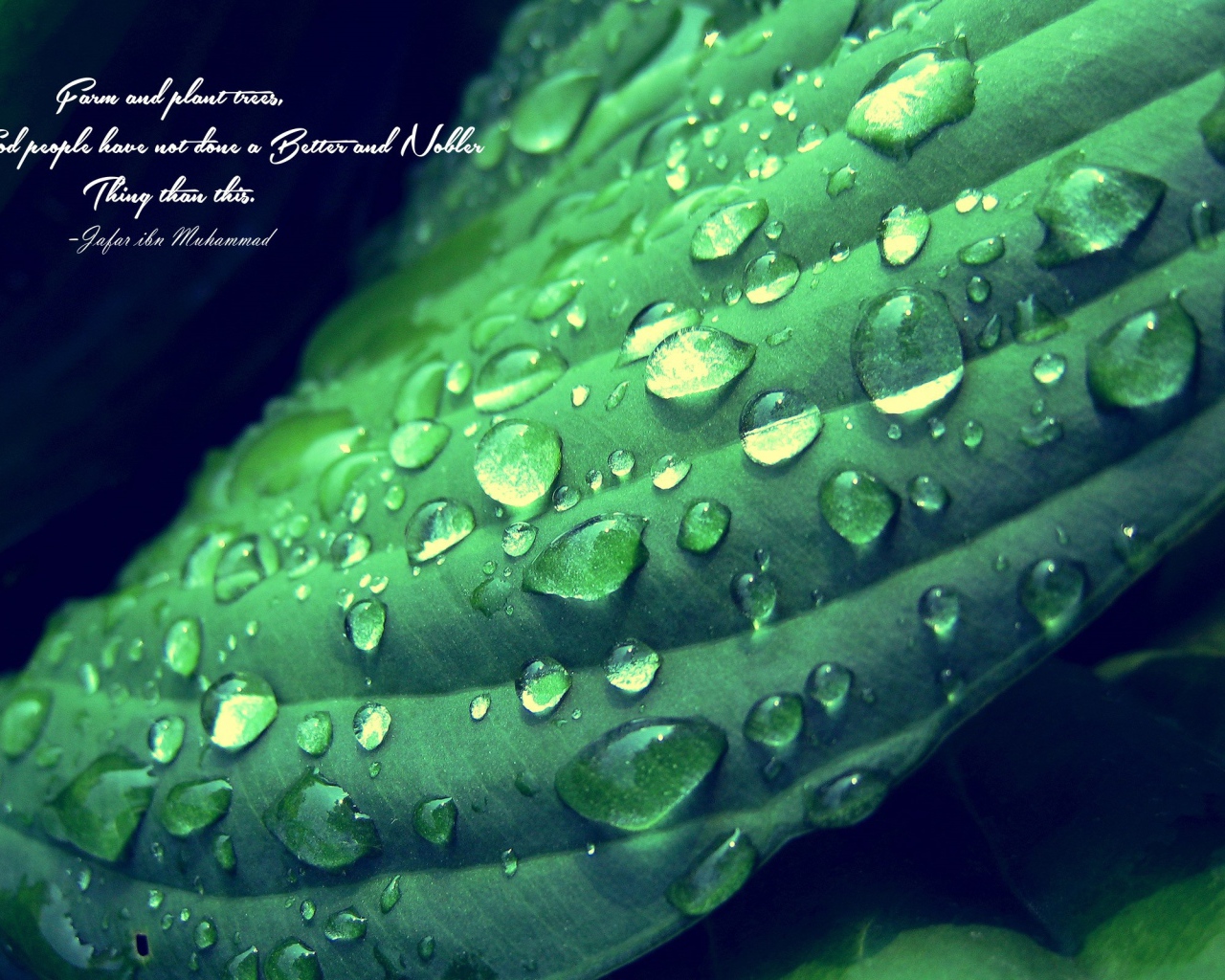 Надпись на фоне мокрого зеленого листика