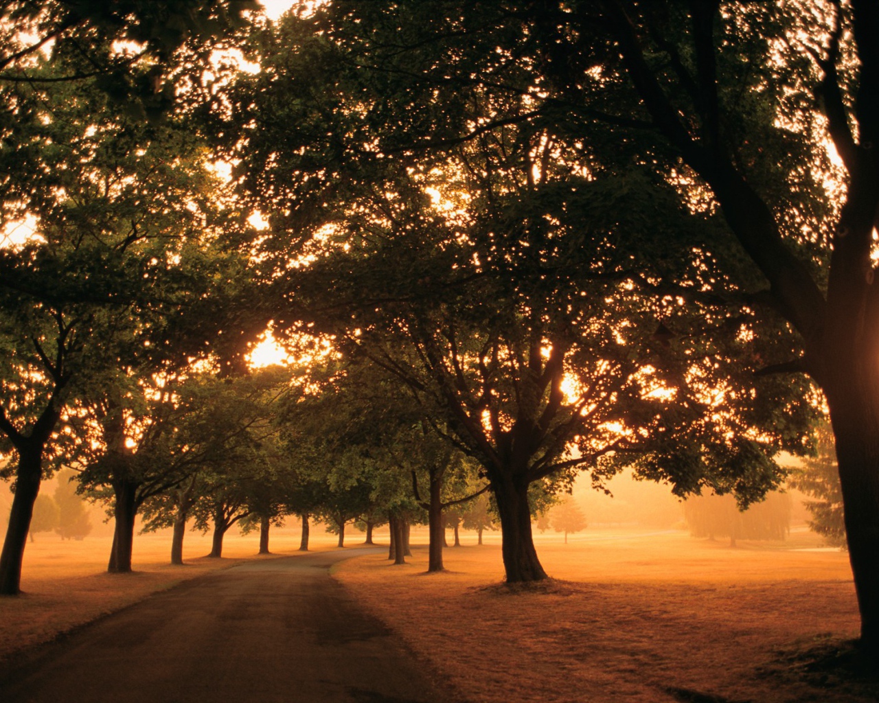 Дорога под аллеей деревьев в солнечный день