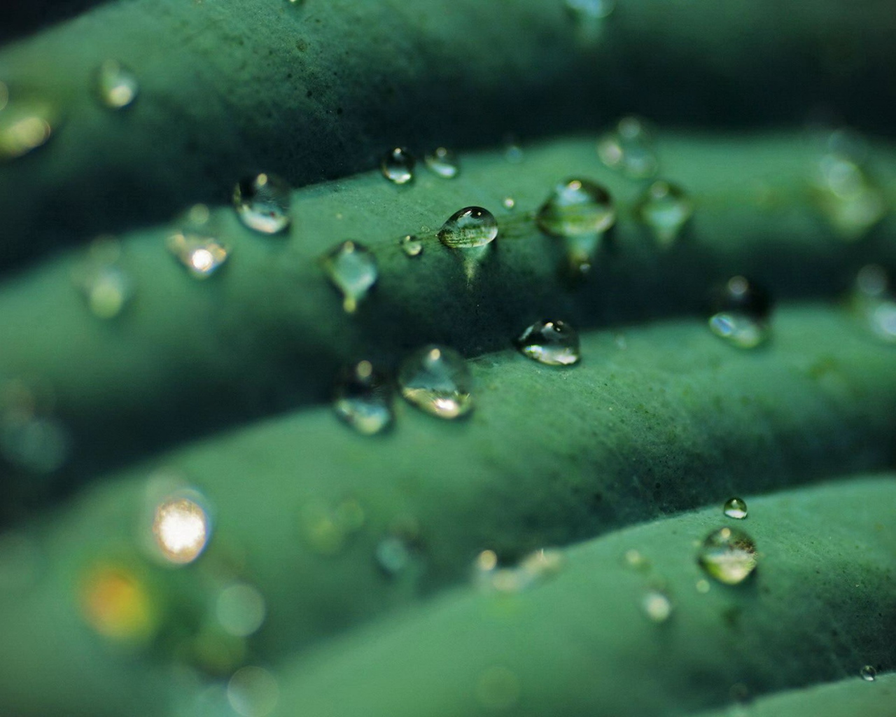 Прозрачные капли на зеленом листике