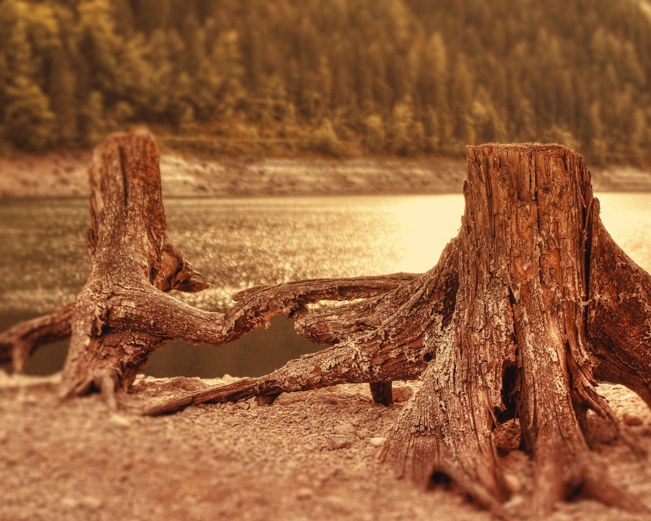 Два пенька у воды