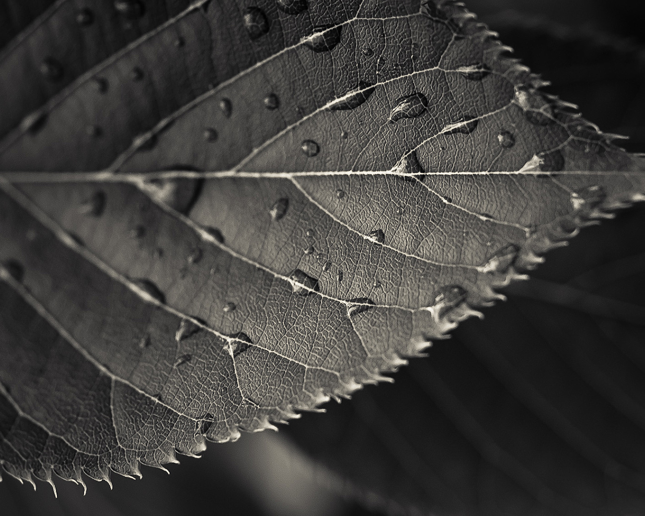 Мокрый черный лист