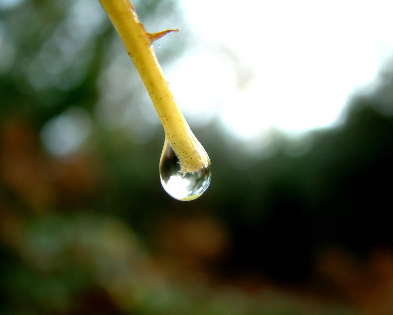 Капля на конце ветки