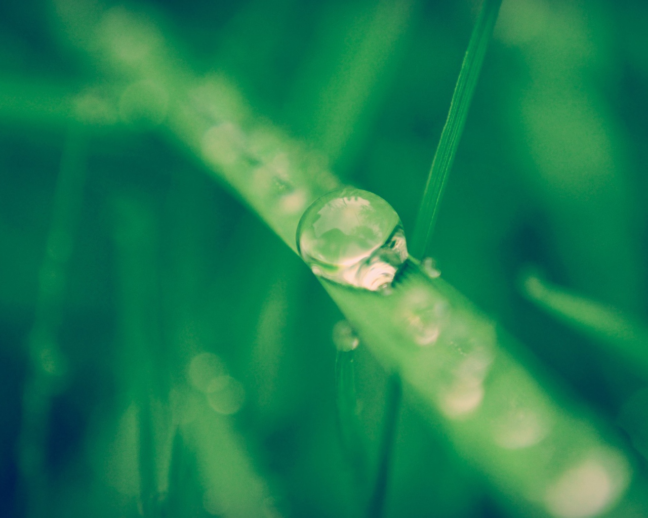 Капля воды стекает по травинке