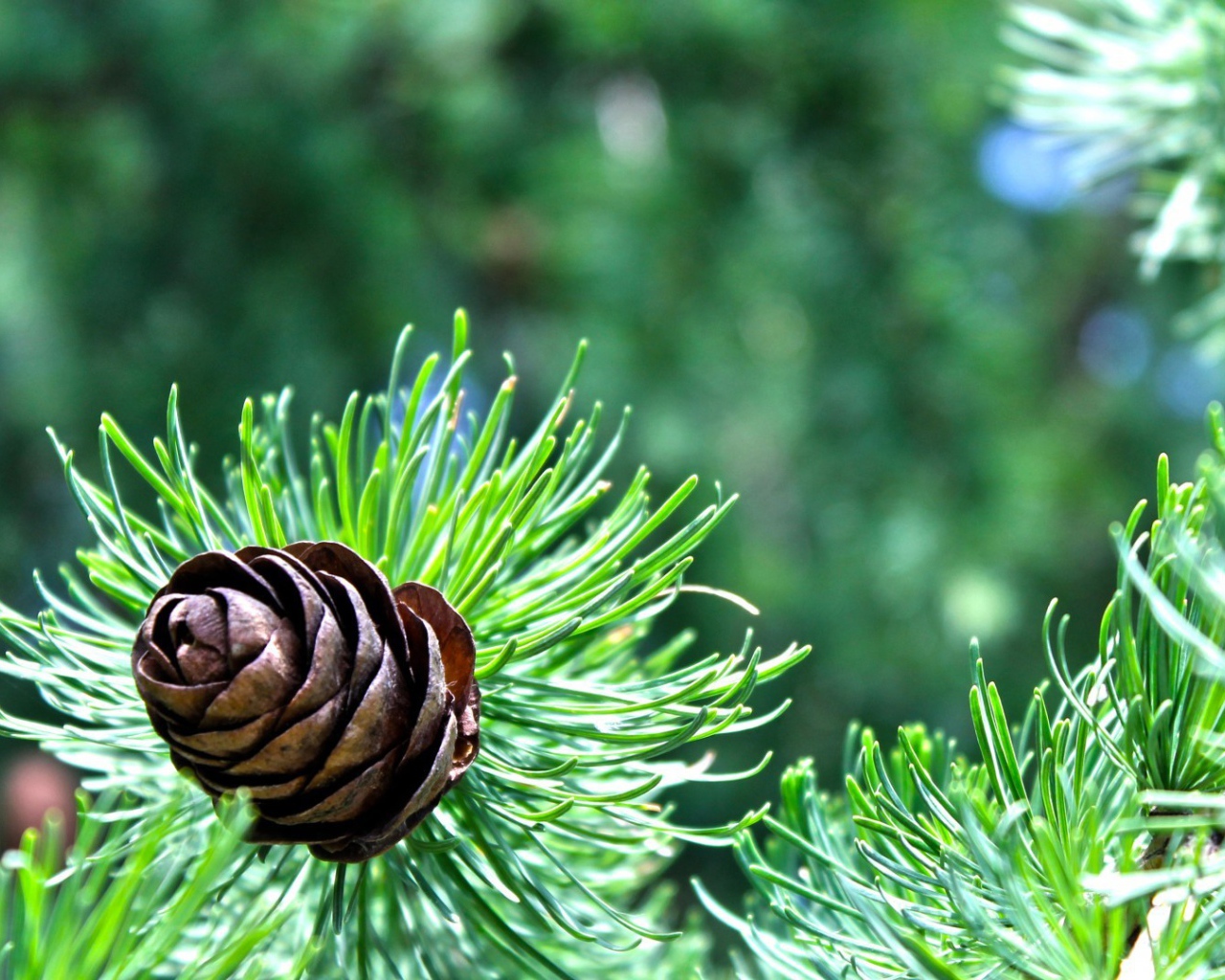 Небольшая шишка на еловой ветке