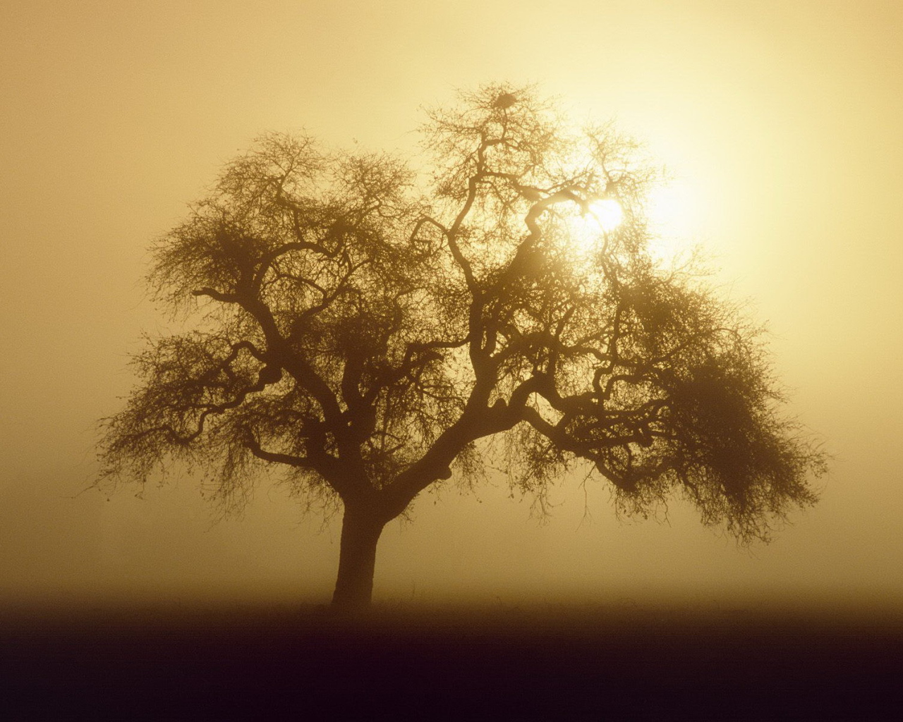 Дерево закрывает солнце