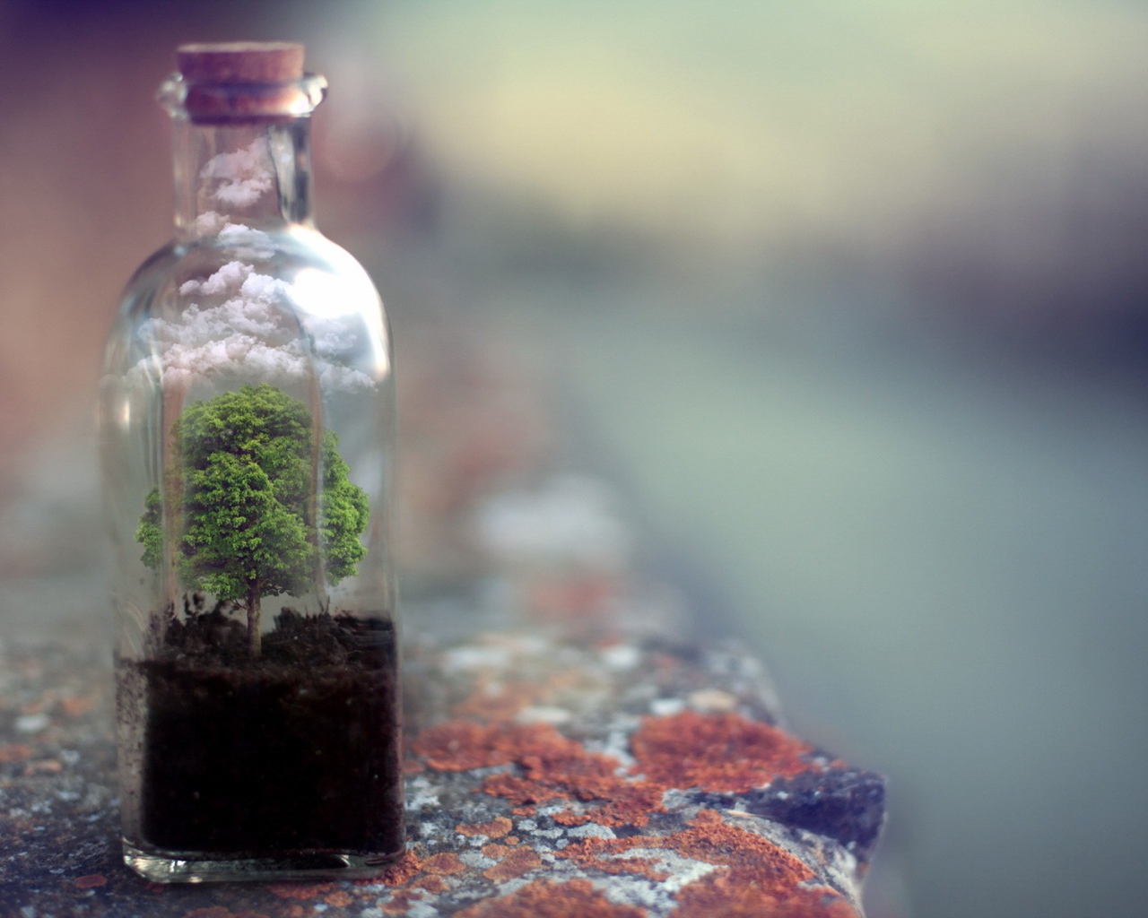 Дерево растет в стеклянной бутылке