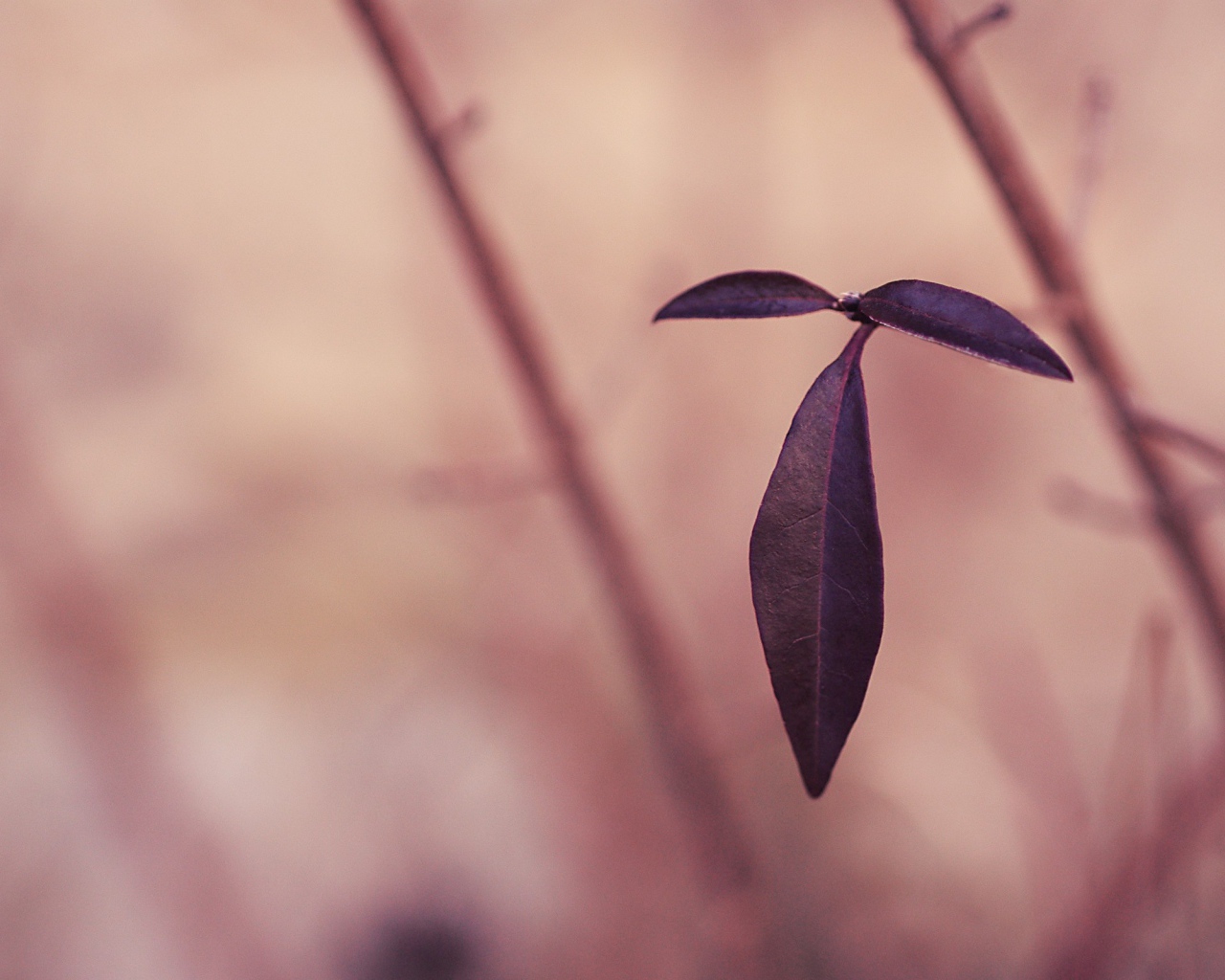 Черные листья на розовом фоне