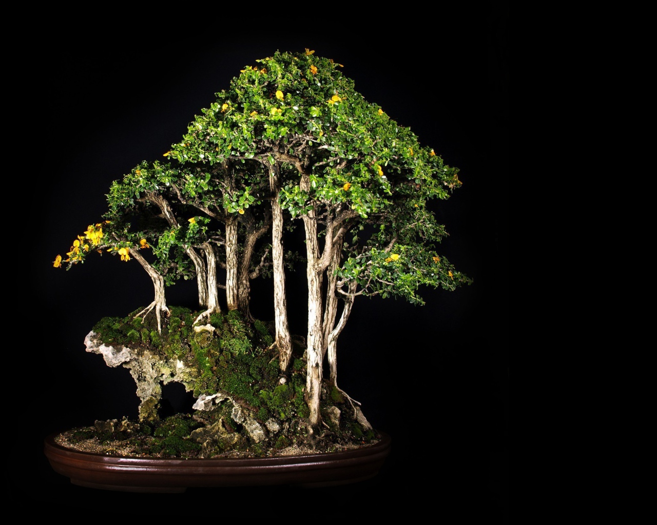 Роща бонсай на черном фоне