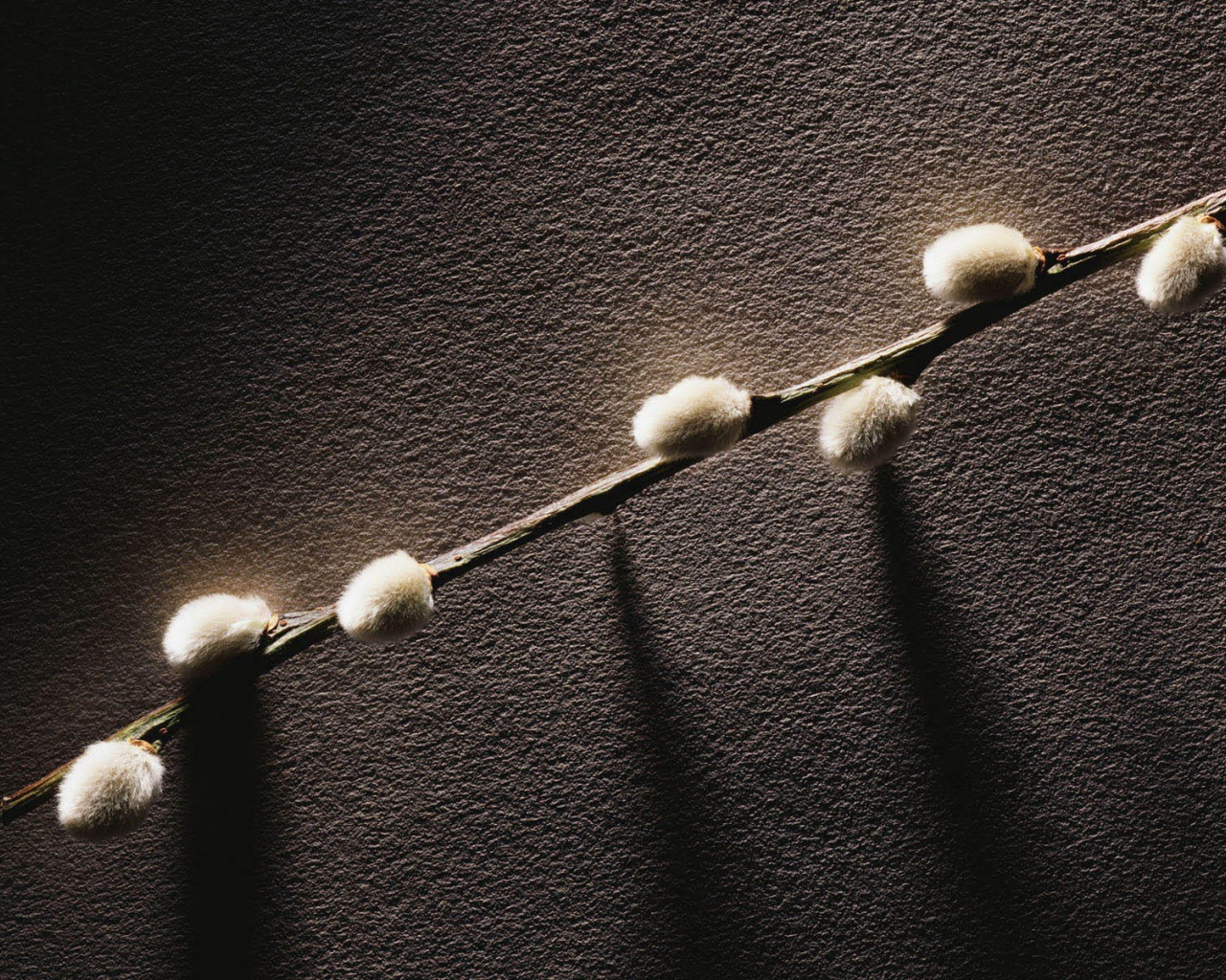 Веточка с весенними почками