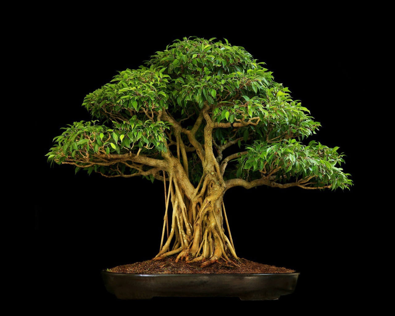 Коричневое дерево бонсай