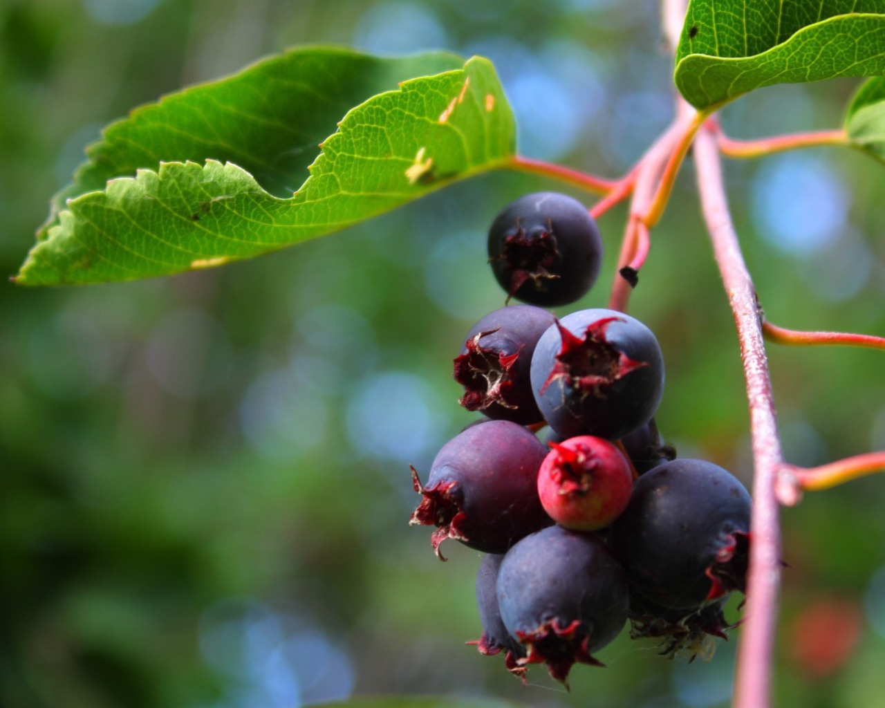 Кисть ягод черники на кусте