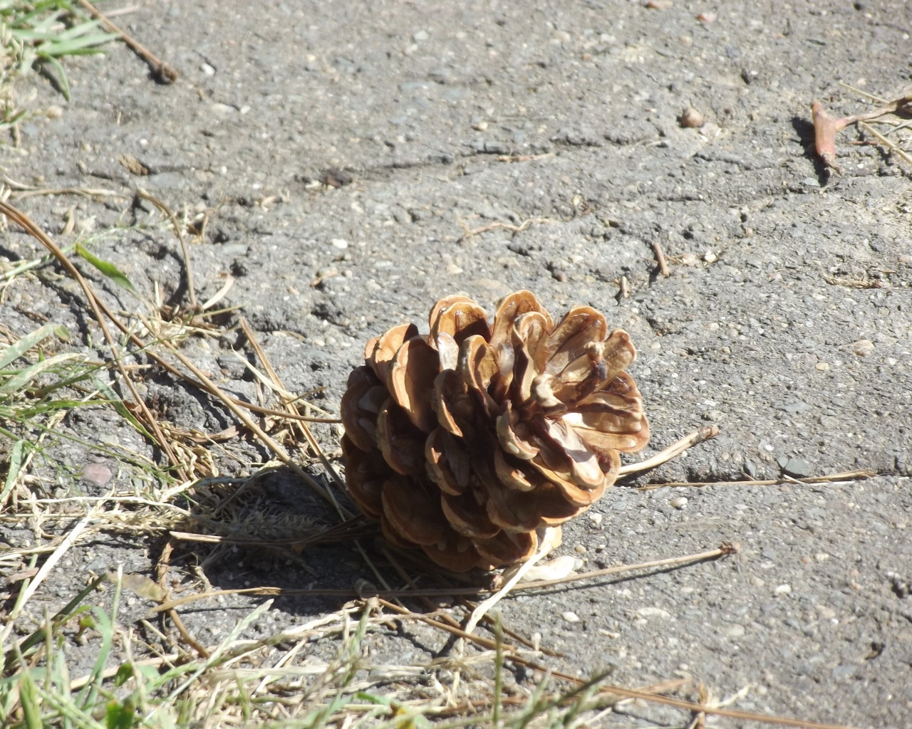 Шишка на земле