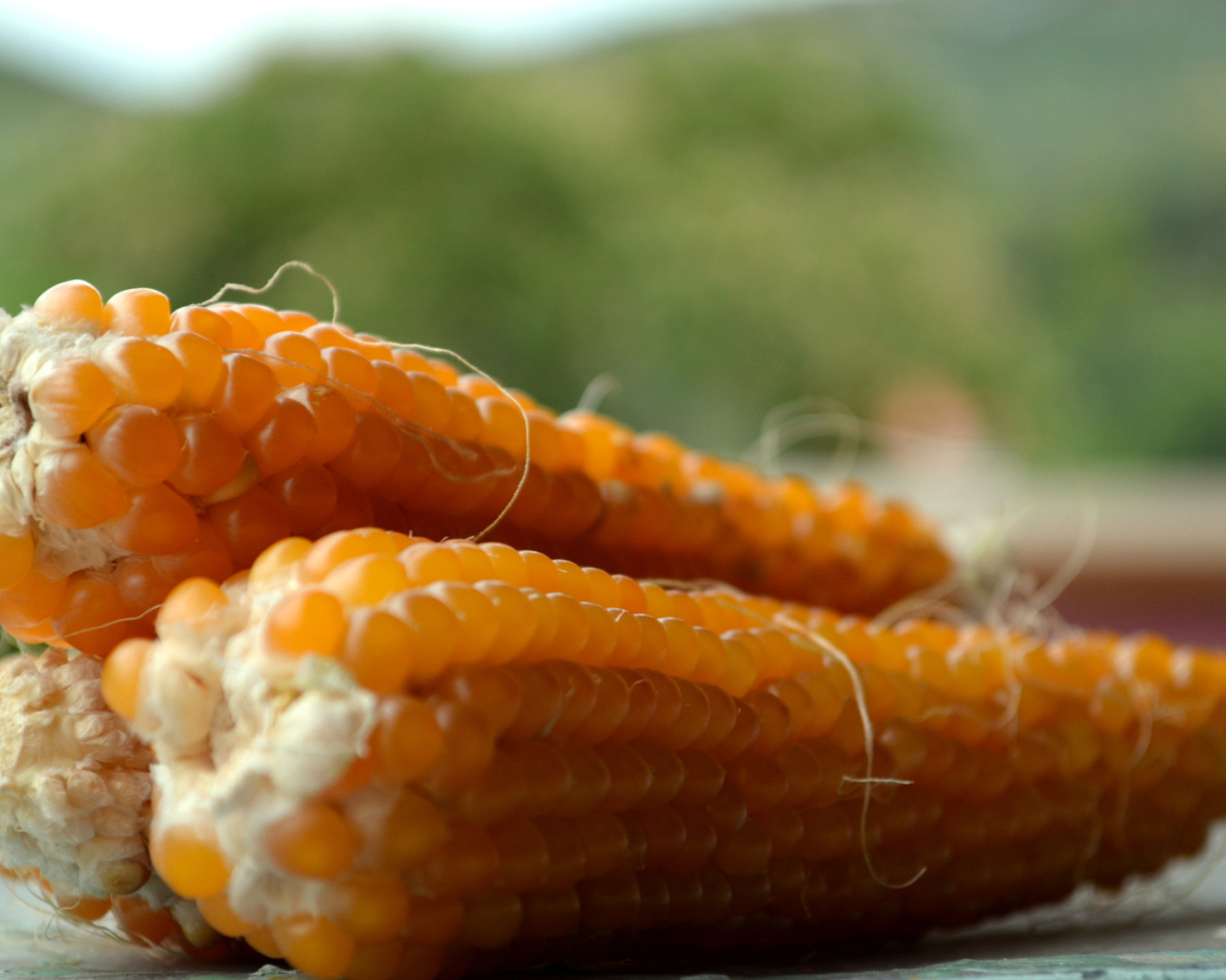 Початки кукурузы