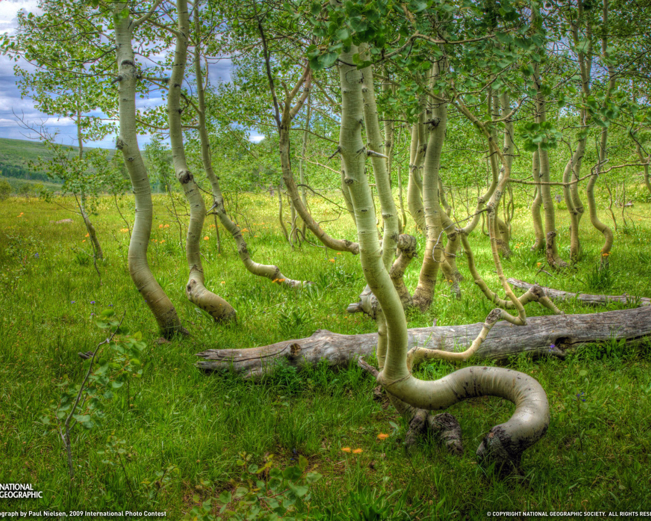 Кривые деревья на болоте