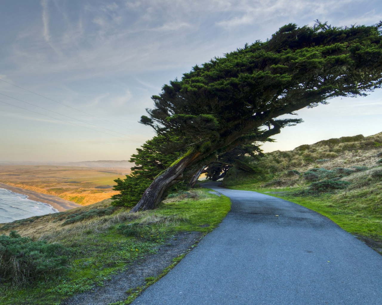 Кипарис на побережье