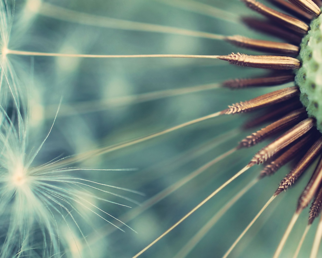 Семена одуванчика крупным планом