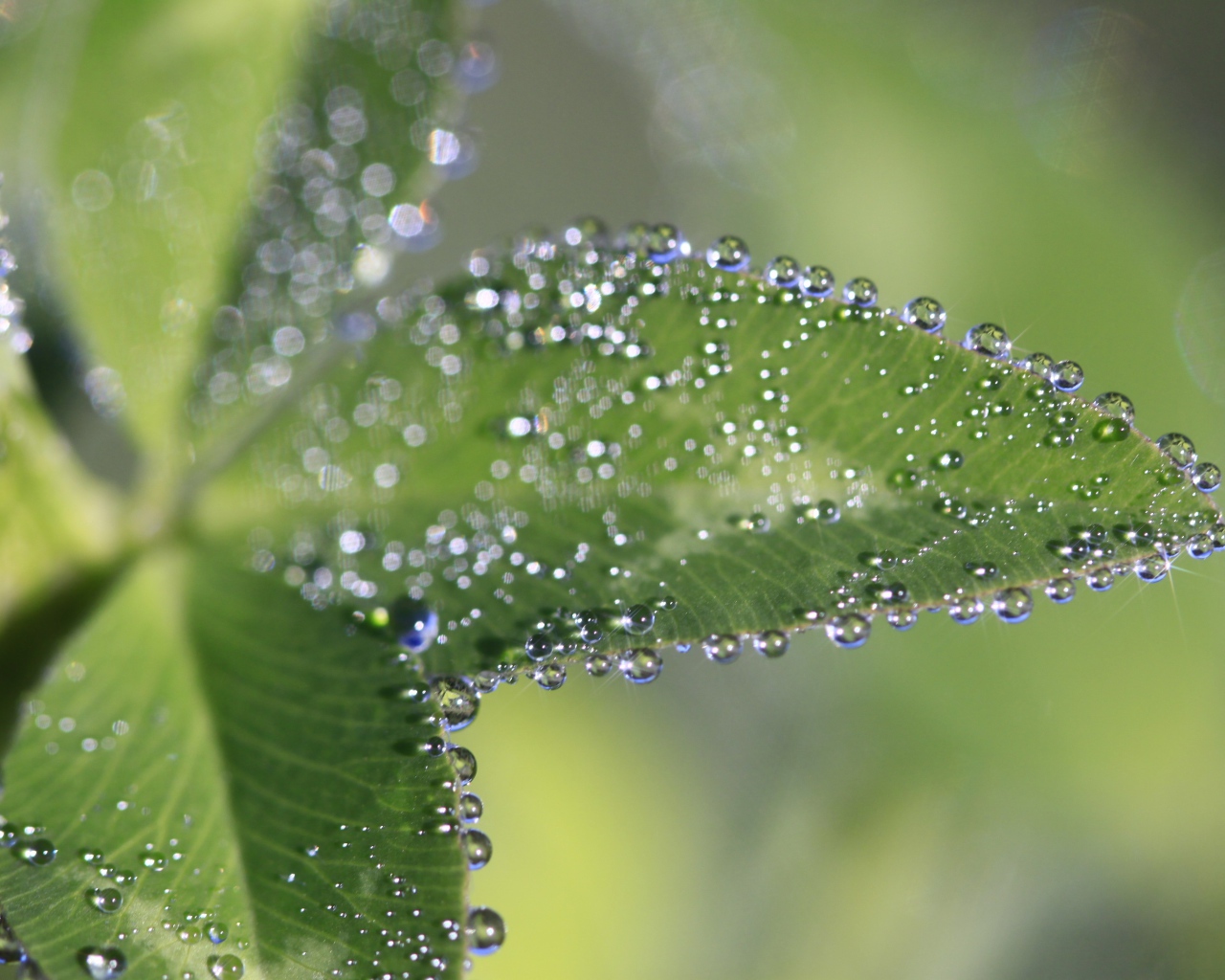 Капли росы на зеленых листьях