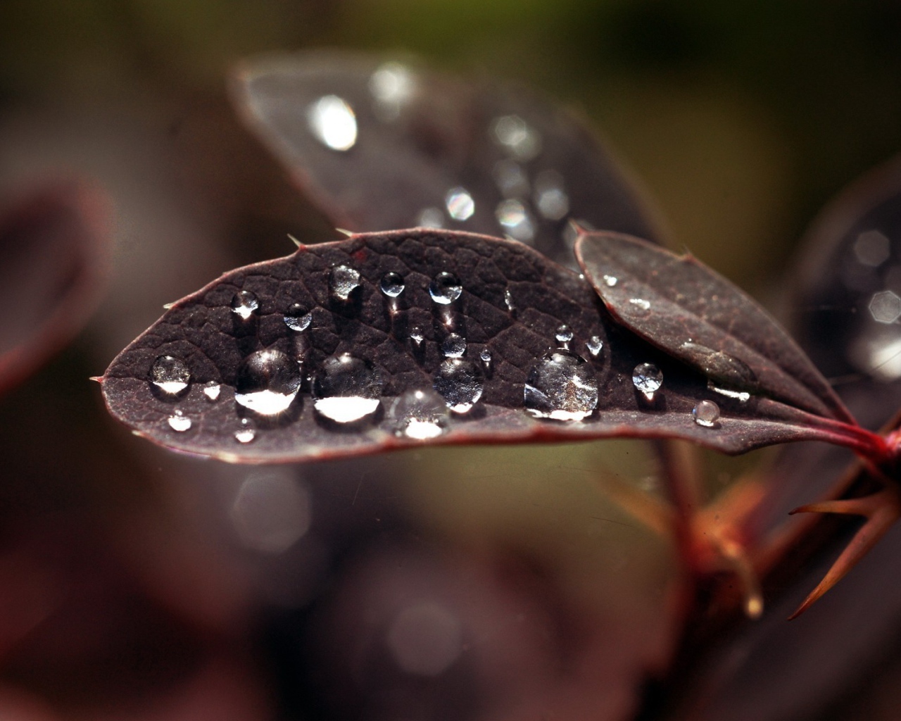 Капли влаги на черных листьях