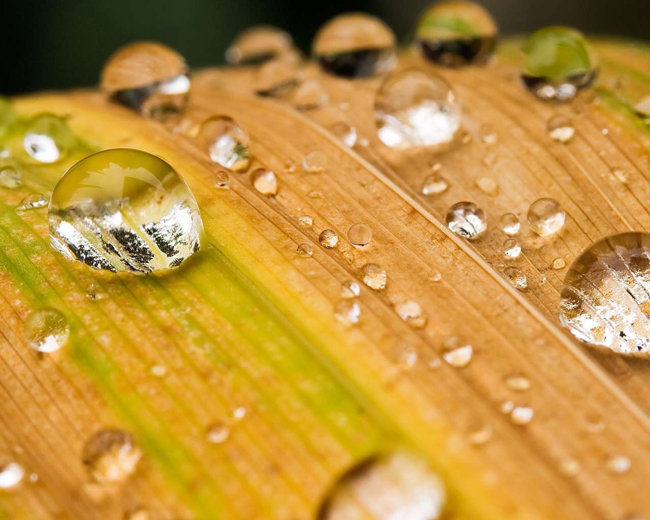Капли воды на желтеющей траве