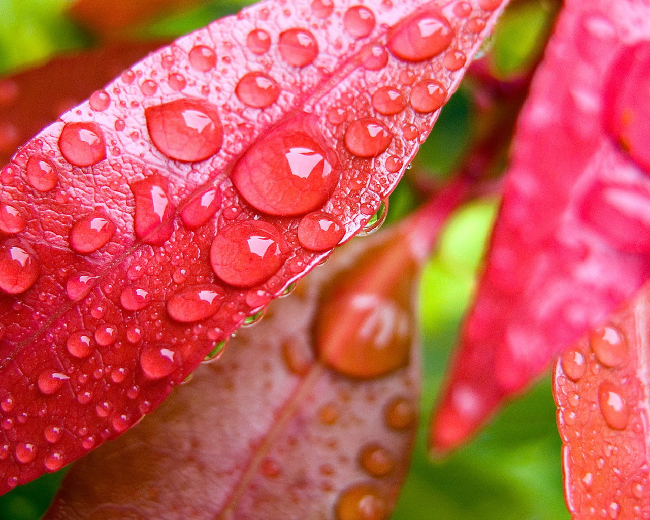 Капли на красных листьях