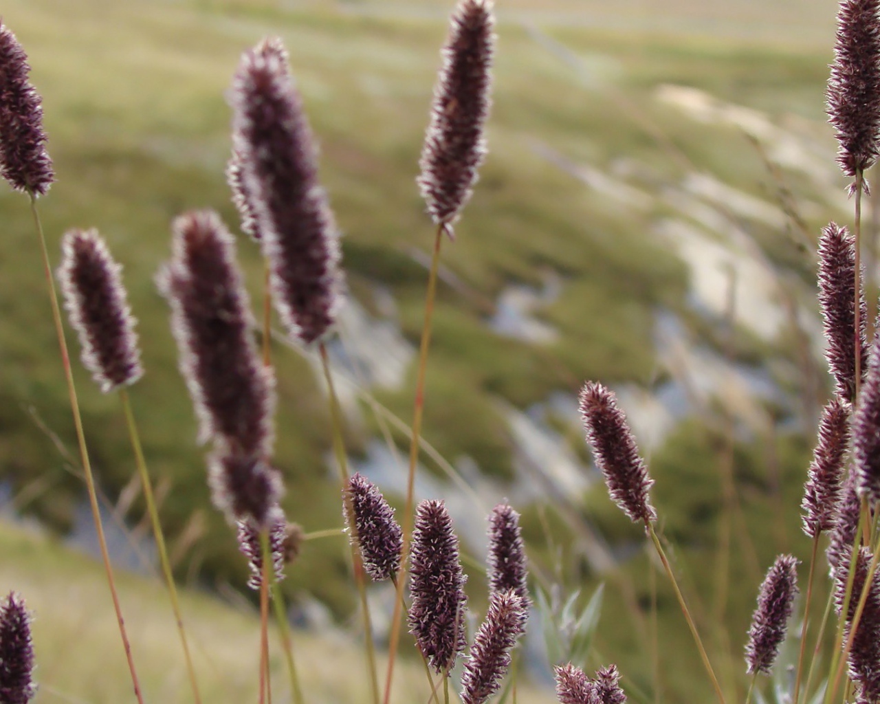 Сухие колоски полевых растений