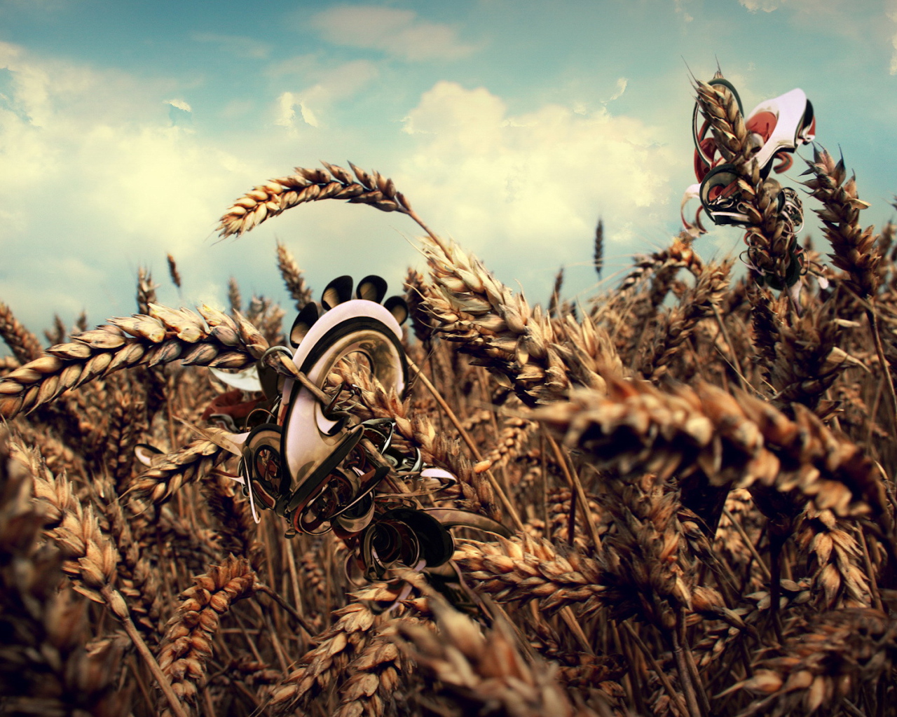 Колосья пшеницы с рисунками