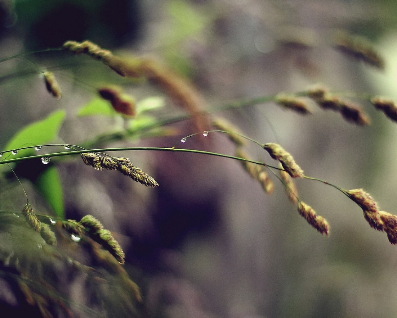 Полевая трава, капли воды