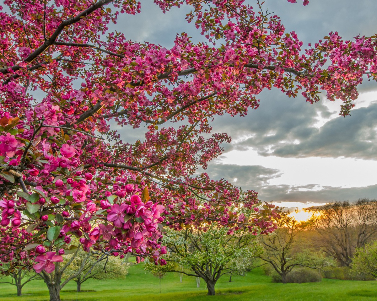 Цветущие деревья в плодовом саду