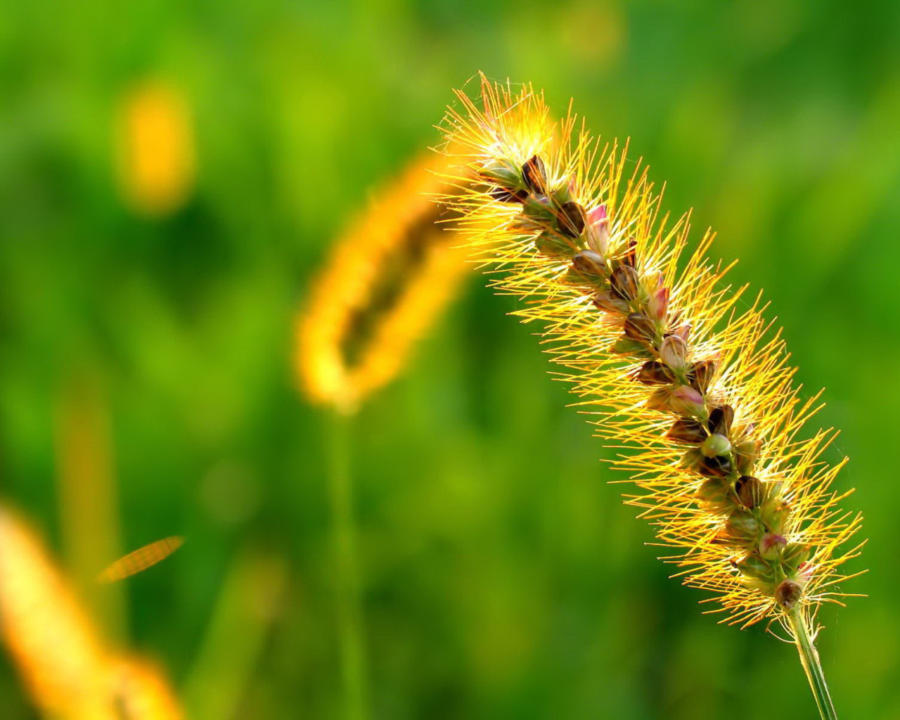 Пушистый колосок