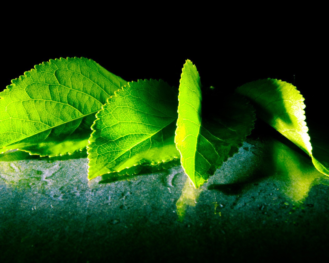 Четыре зеленых листа с дерева