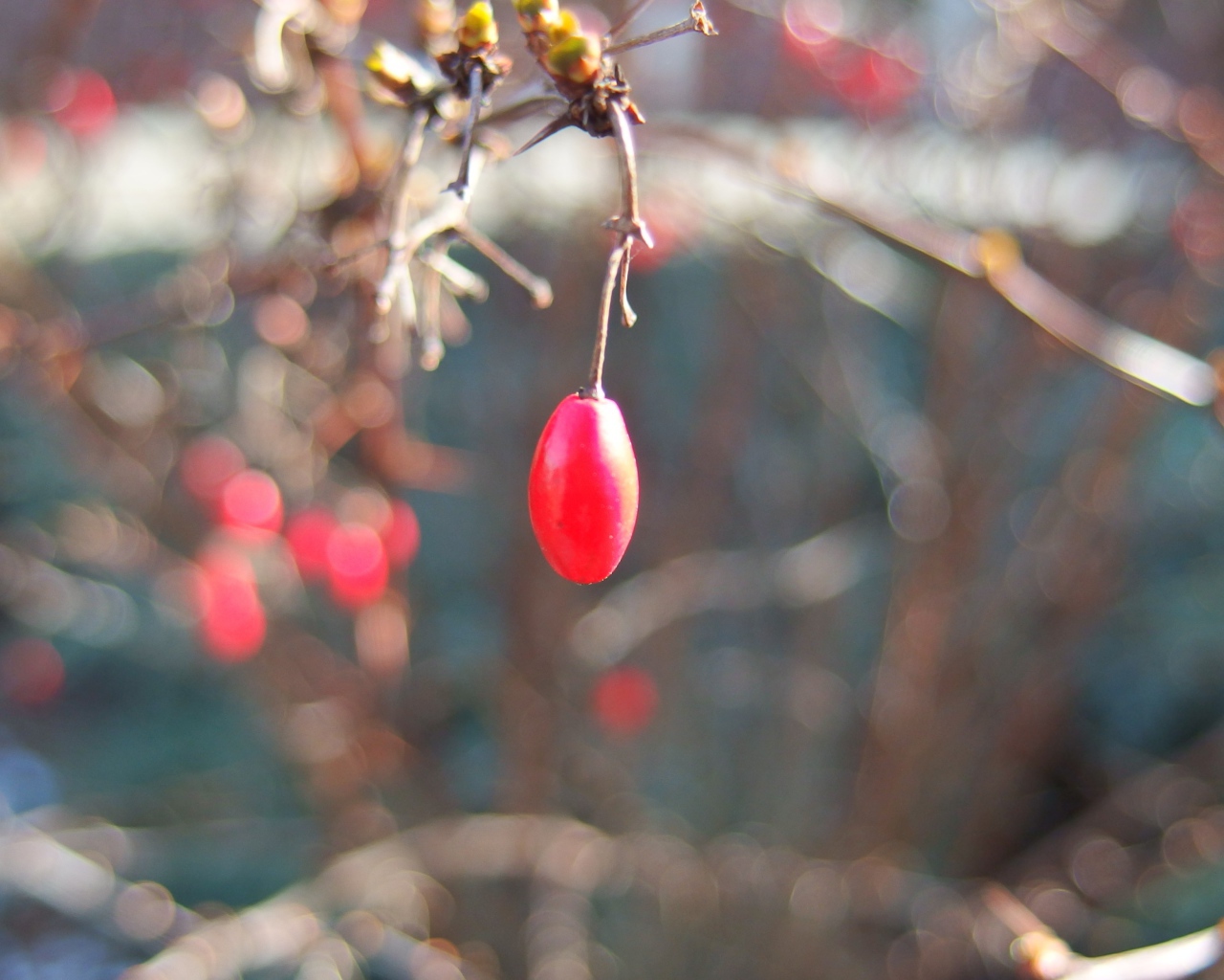 Плод шиповника на ветке