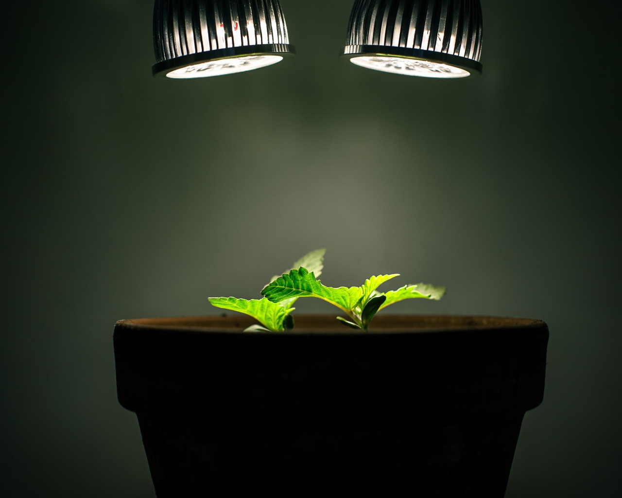 Ростки под искусственным освещением