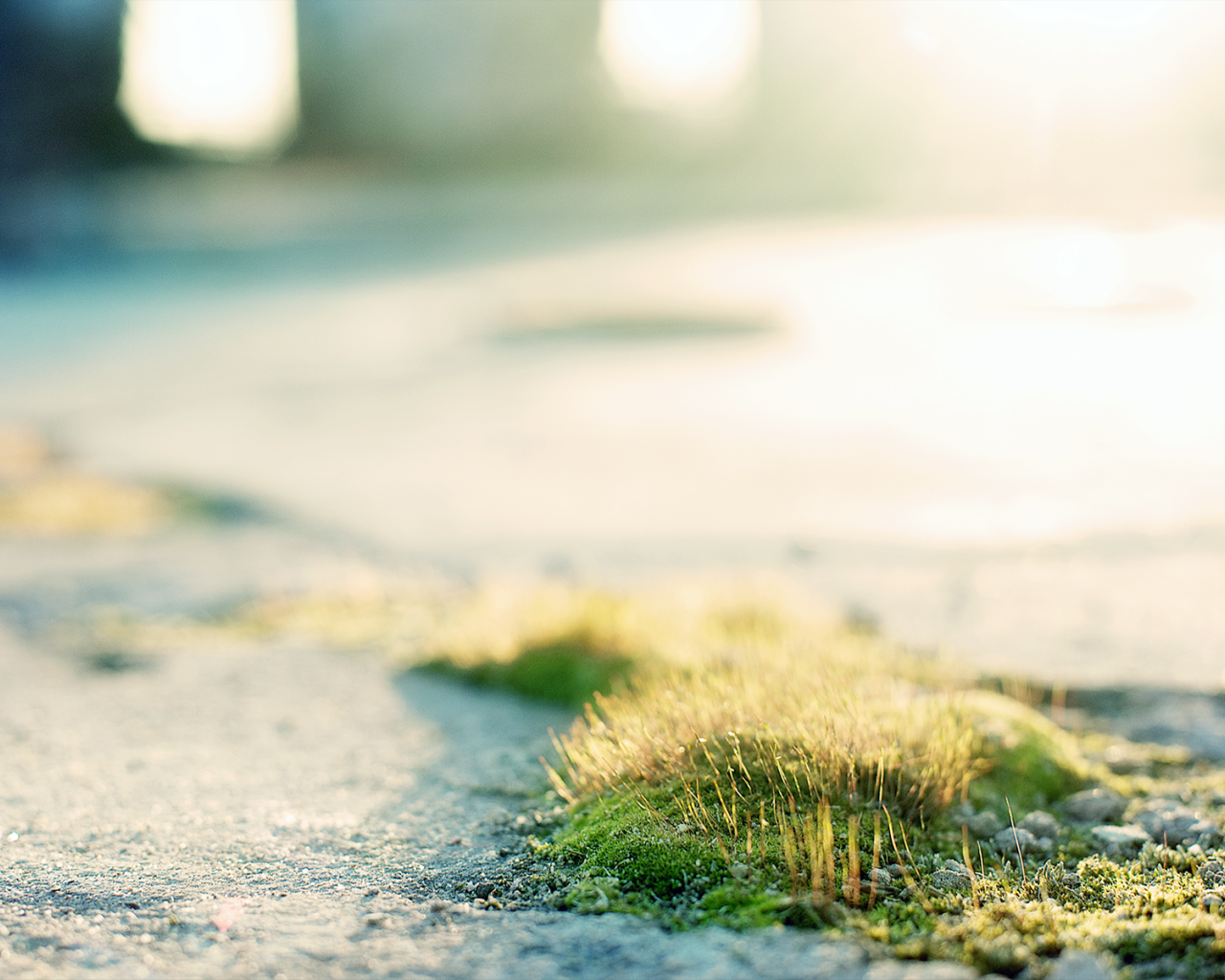 Трава и мох на асфальте