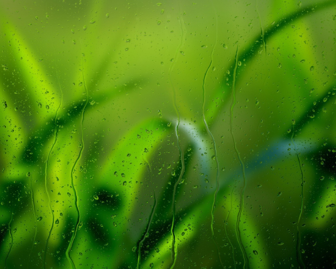 Трава за мокрым стеклом