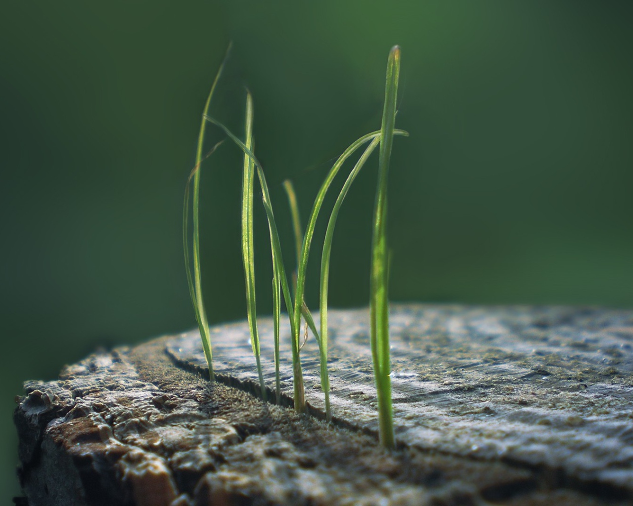 Ростки травы из пенька