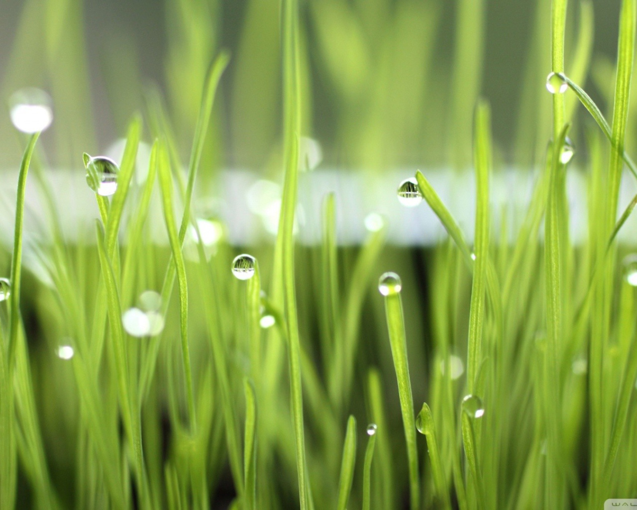 Зеленая трава после дождя