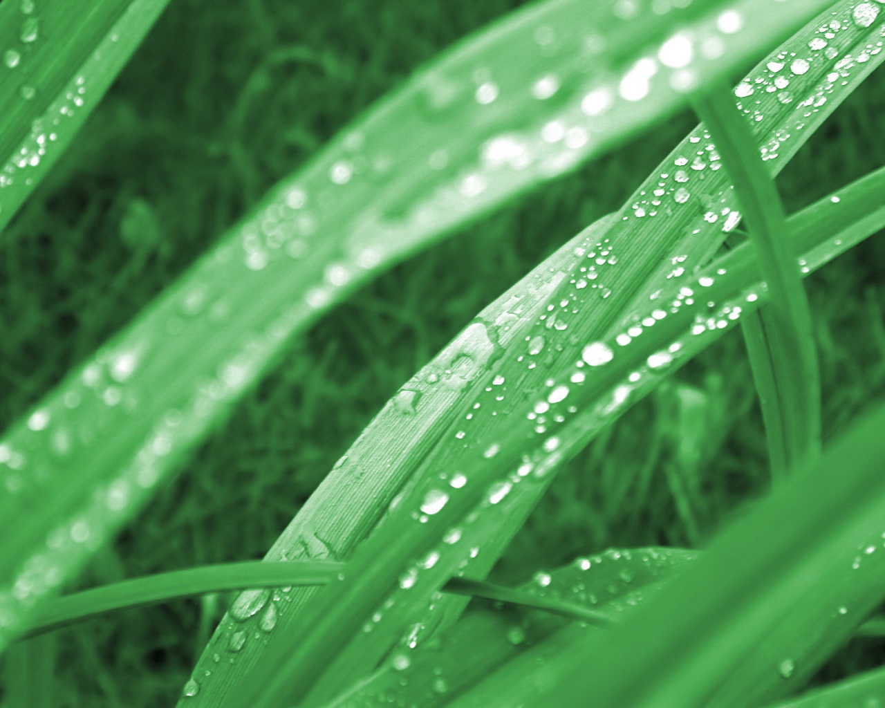 Зеленая трава в утренней росе