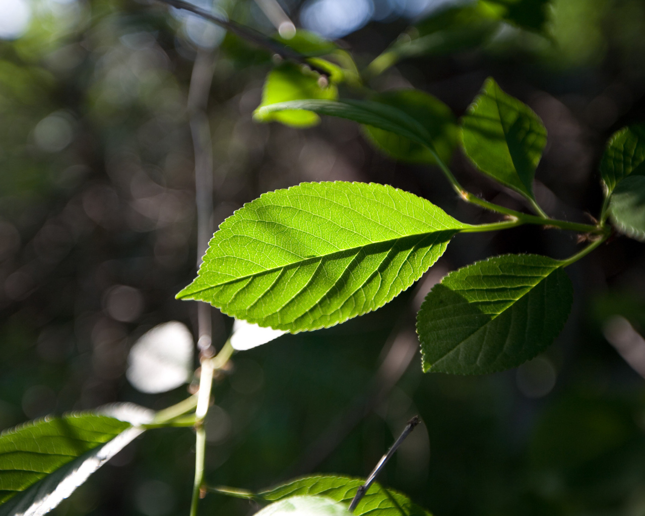 Зеленый лист на солнце