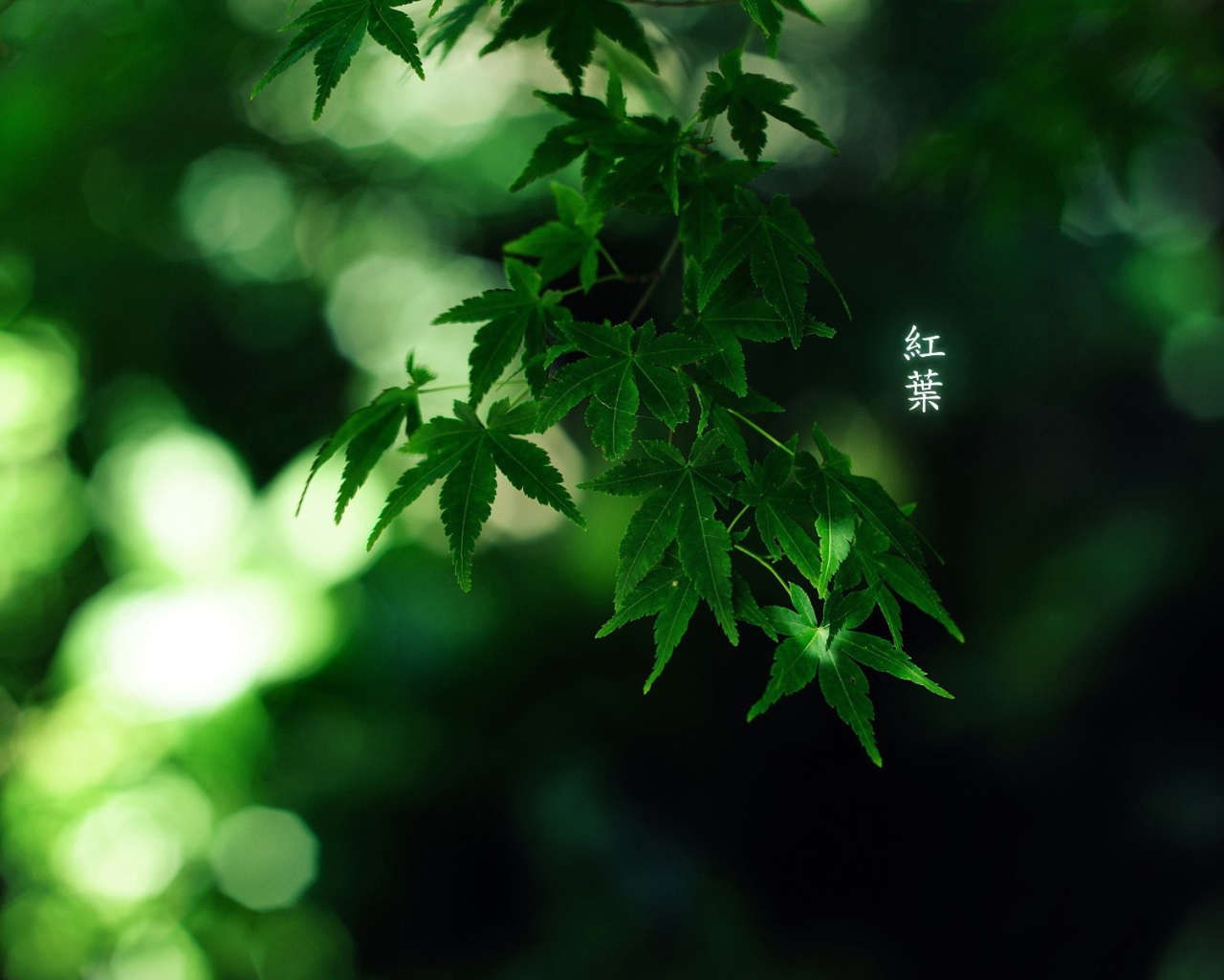 Зеленые листья, надпись иероглифы
