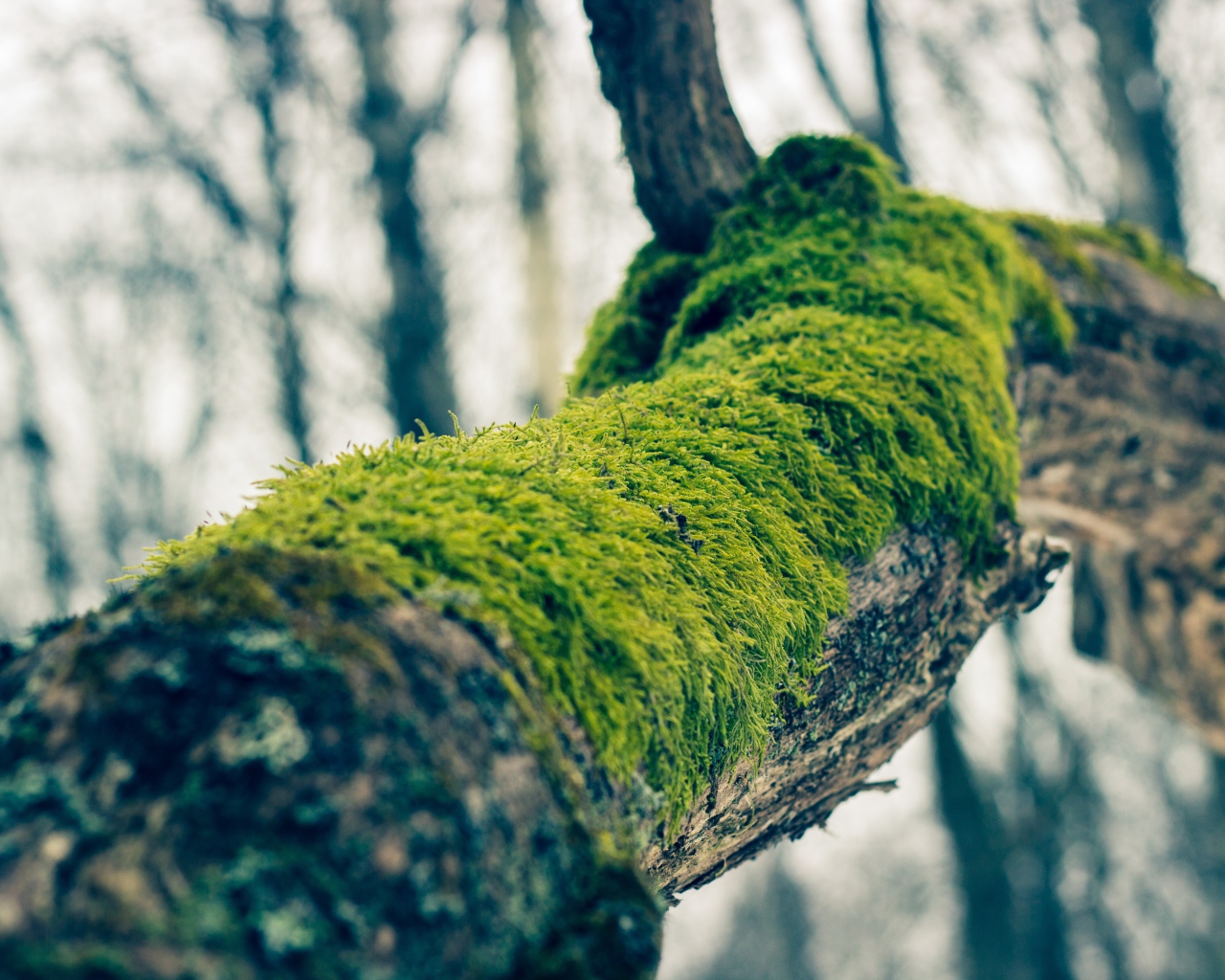 Зеленый мох на толстой ветке дерева