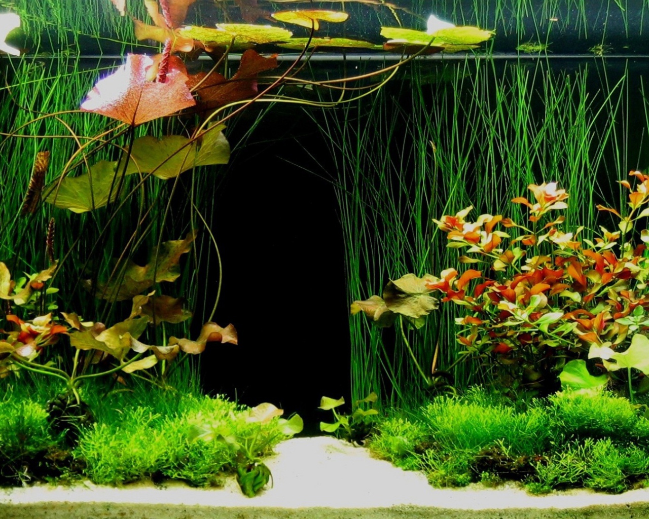 Зеленые растения внутри аквариума