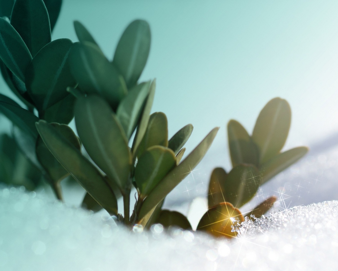 Зеленые растения под искрящимся снегом