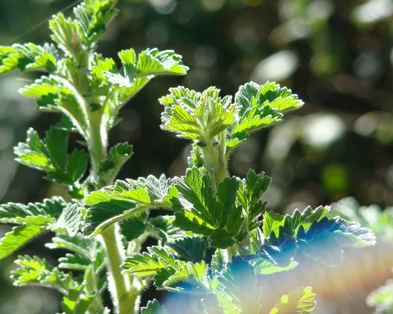 Зеленые ростки в лучах солнца