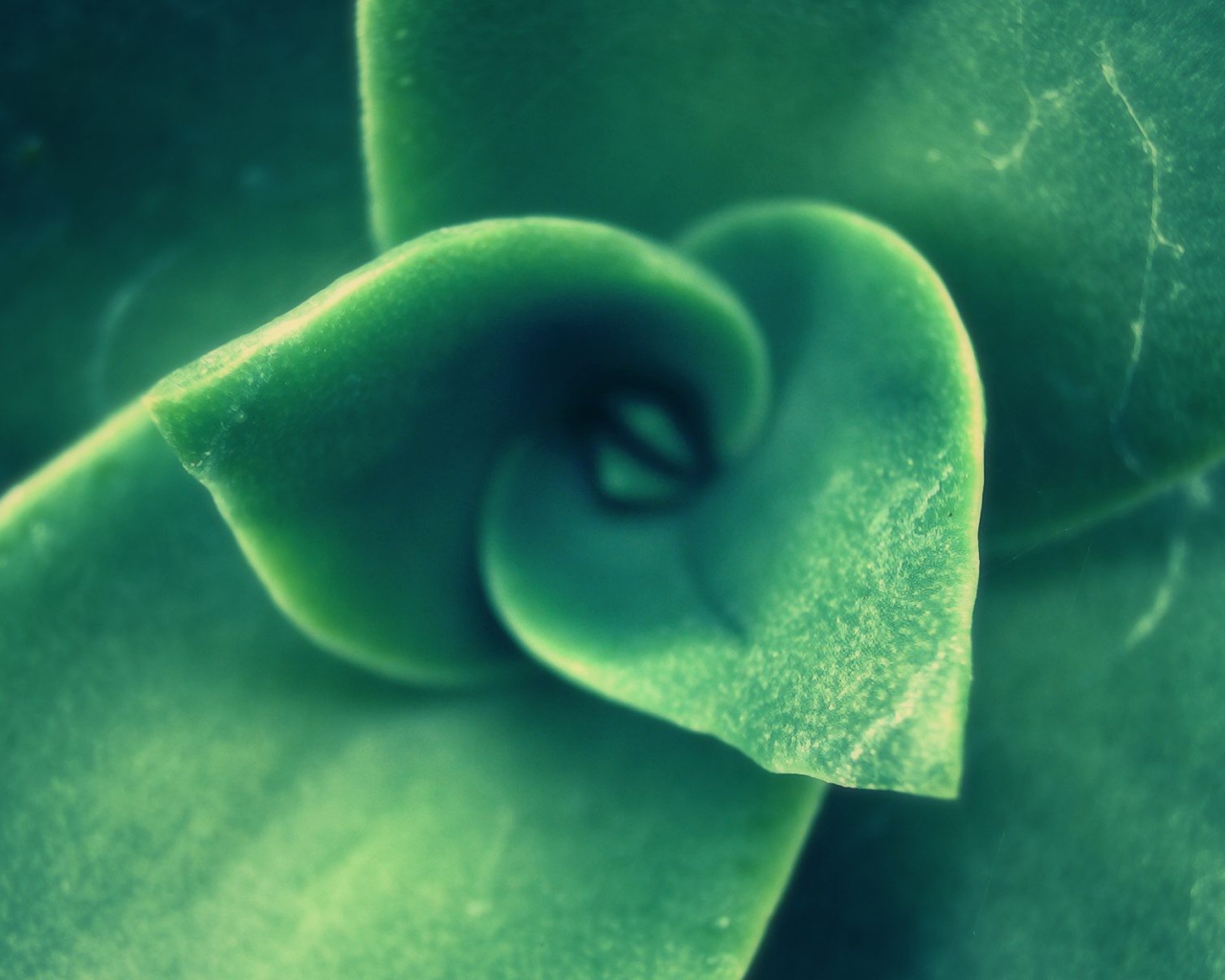 Зеленый спиральный бутон растения