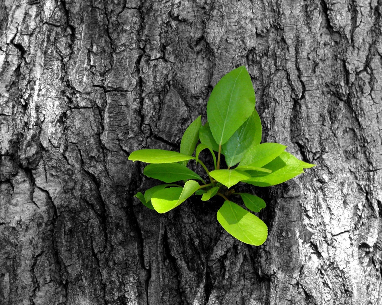 Зеленый росток на серой коре дерева