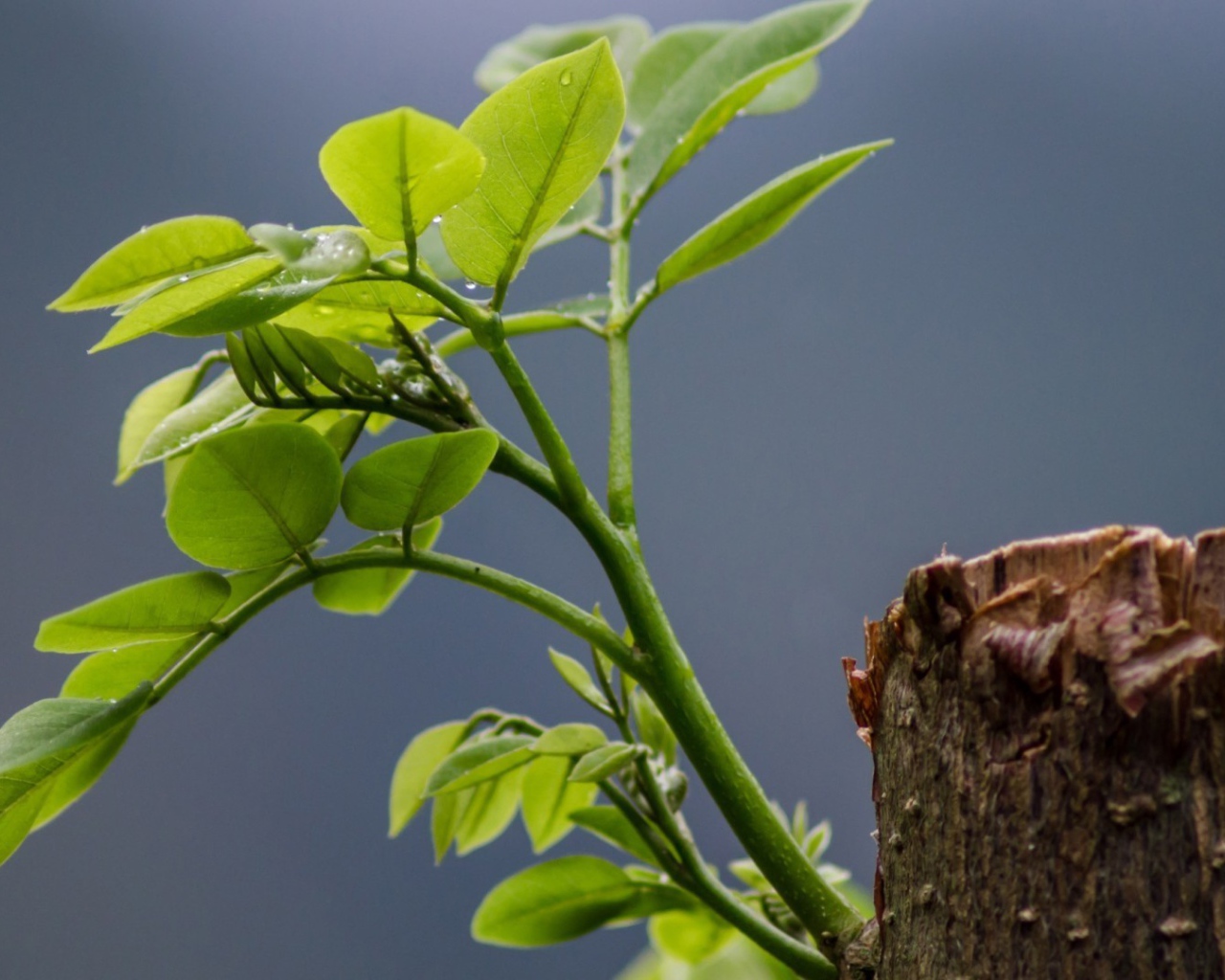 Зеленый росток на обрубке ствола