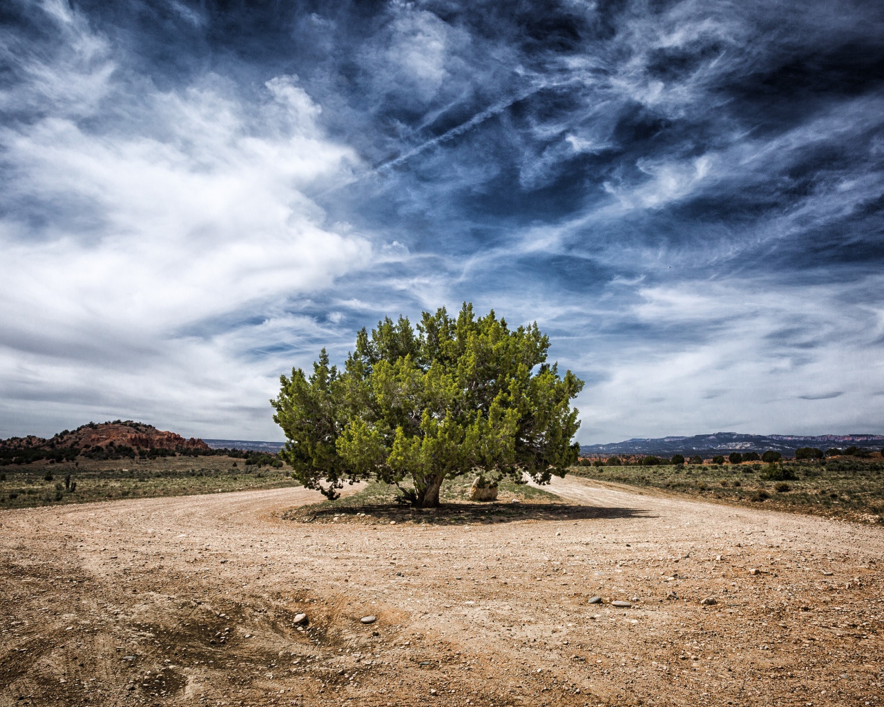 Зеленое дерево посреди дороги