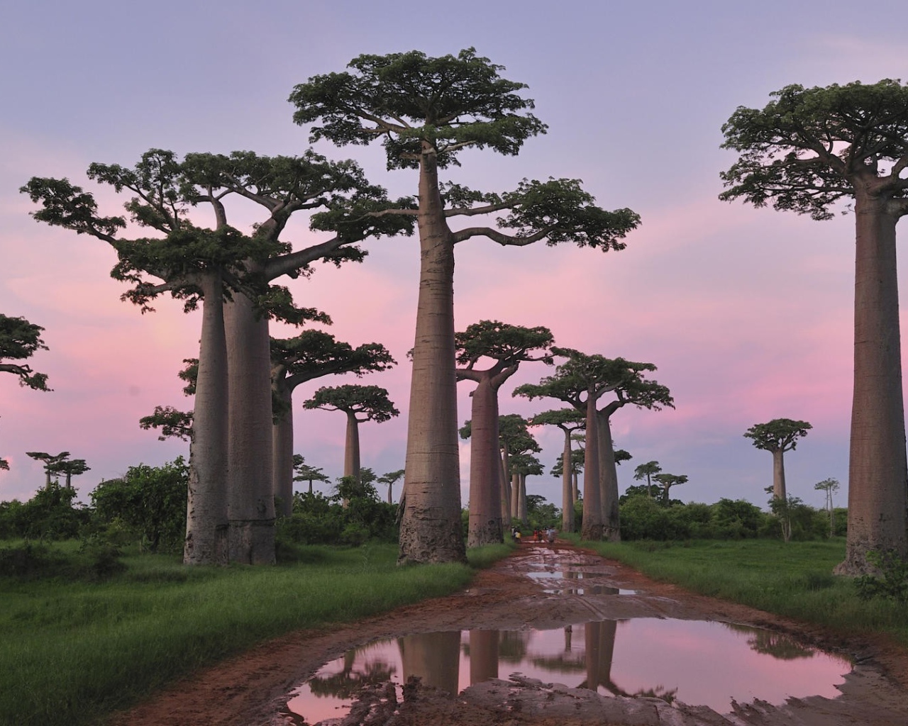 Роща баобабов в Африке