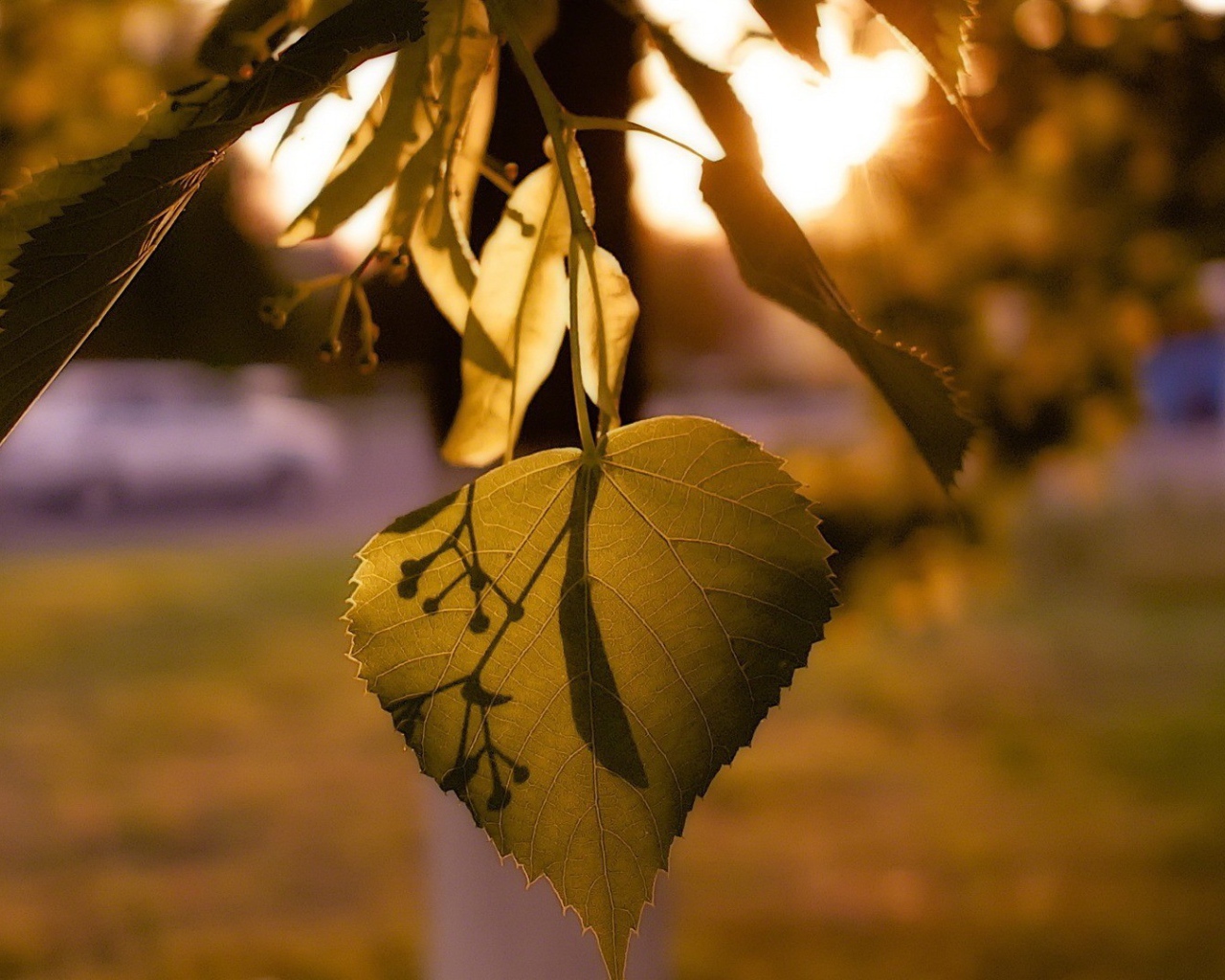 Лист дерева липа освещенный солнцем