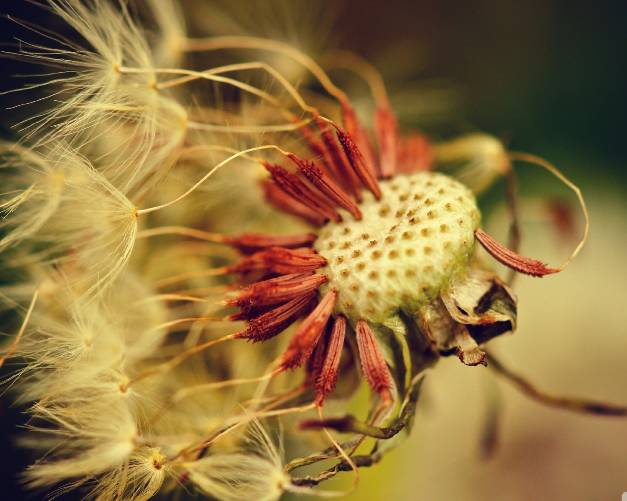 Облетевший зрелый одуванчик
